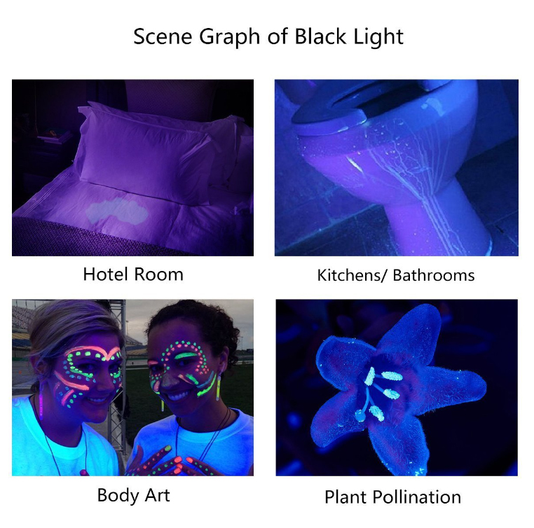 UV Flashlight Looking for Distributors Worldwide-Sports & Outdoors